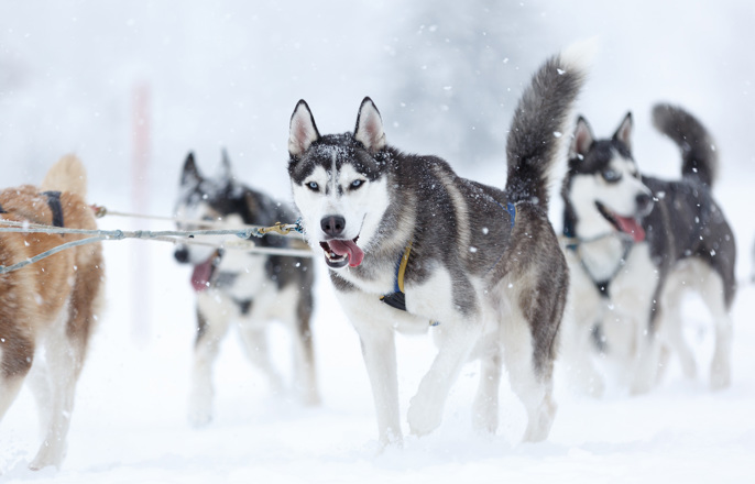 Innokas Huskies Bg Full 1920X1080 Wg 30