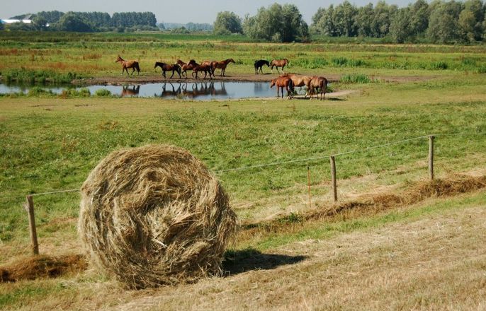 Drural Regio Gelderland Midden