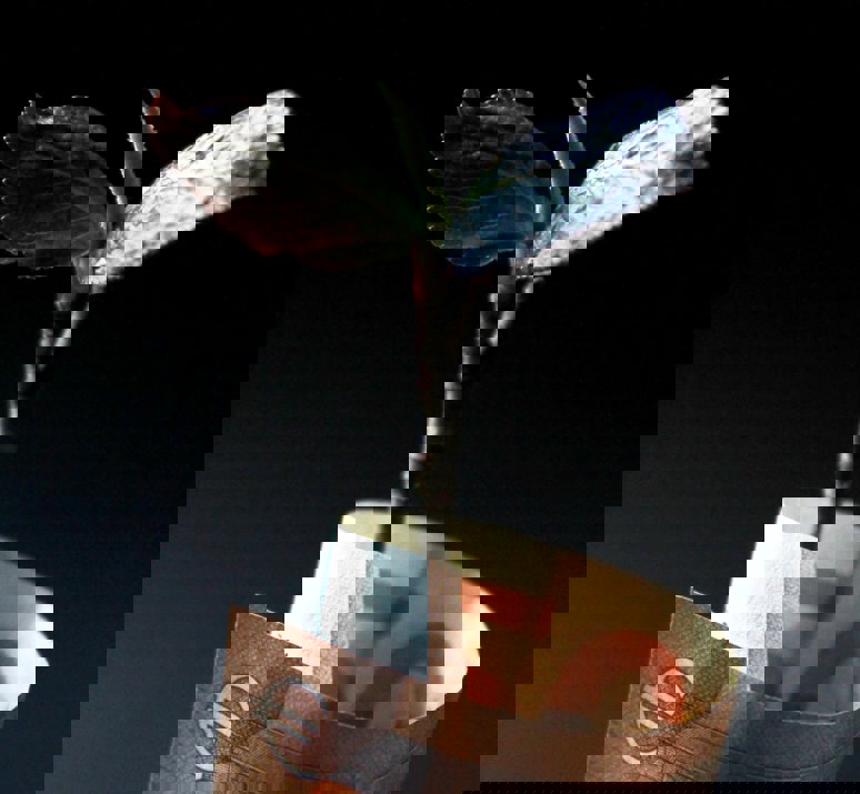 Subsidie Fund Money Anne Nygard Otqace SEMI Unsplash